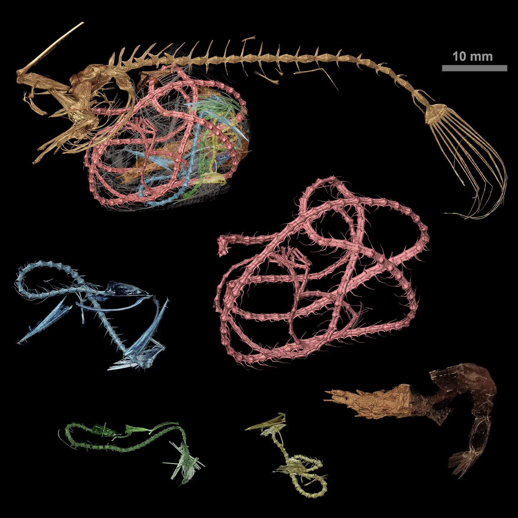 Skeletal elements isolated from a scan volume and re-rendered side by side for comparison