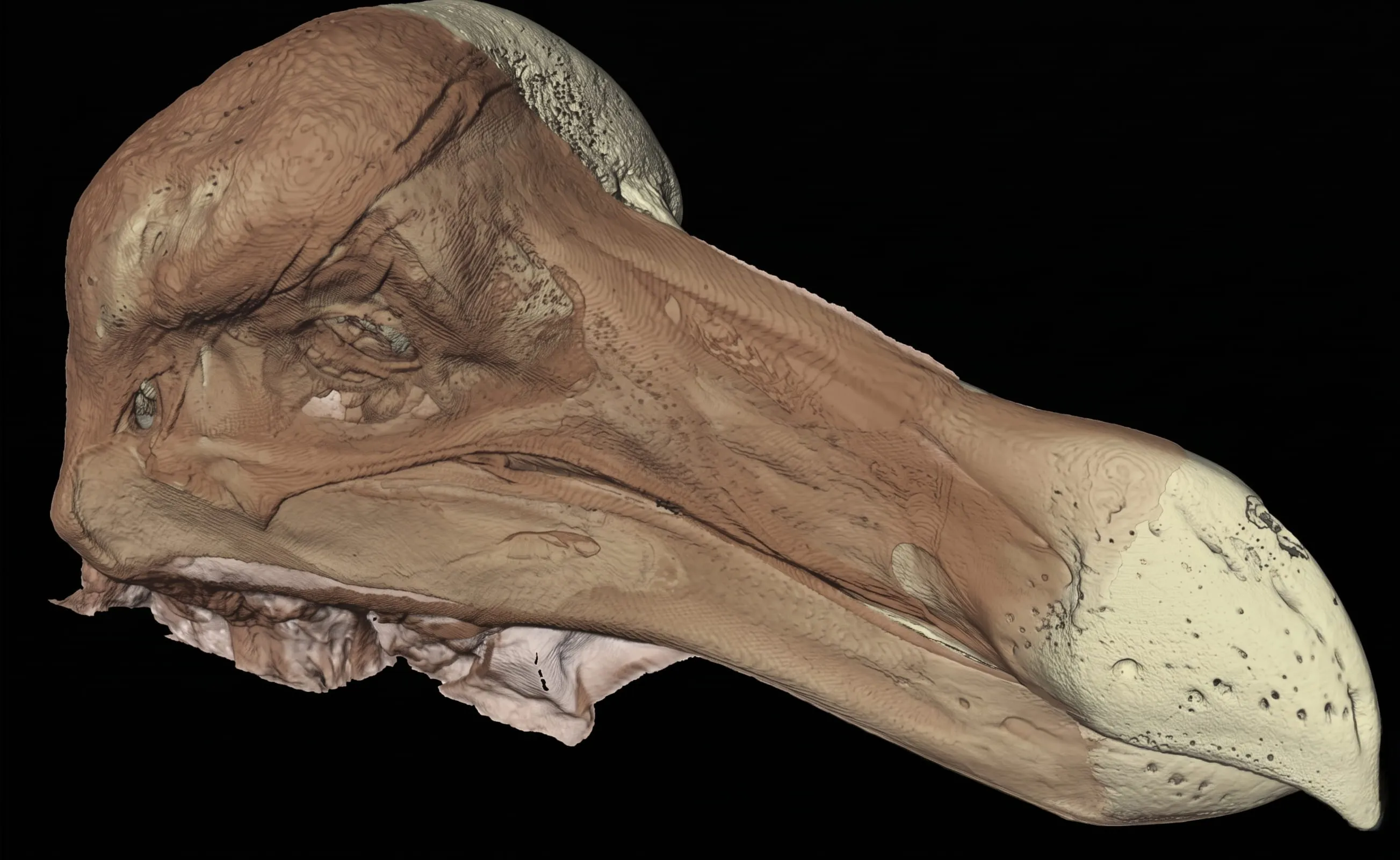 Digital twin of the Oxford Dodo specimen from the Oxford University Museum of Natural History