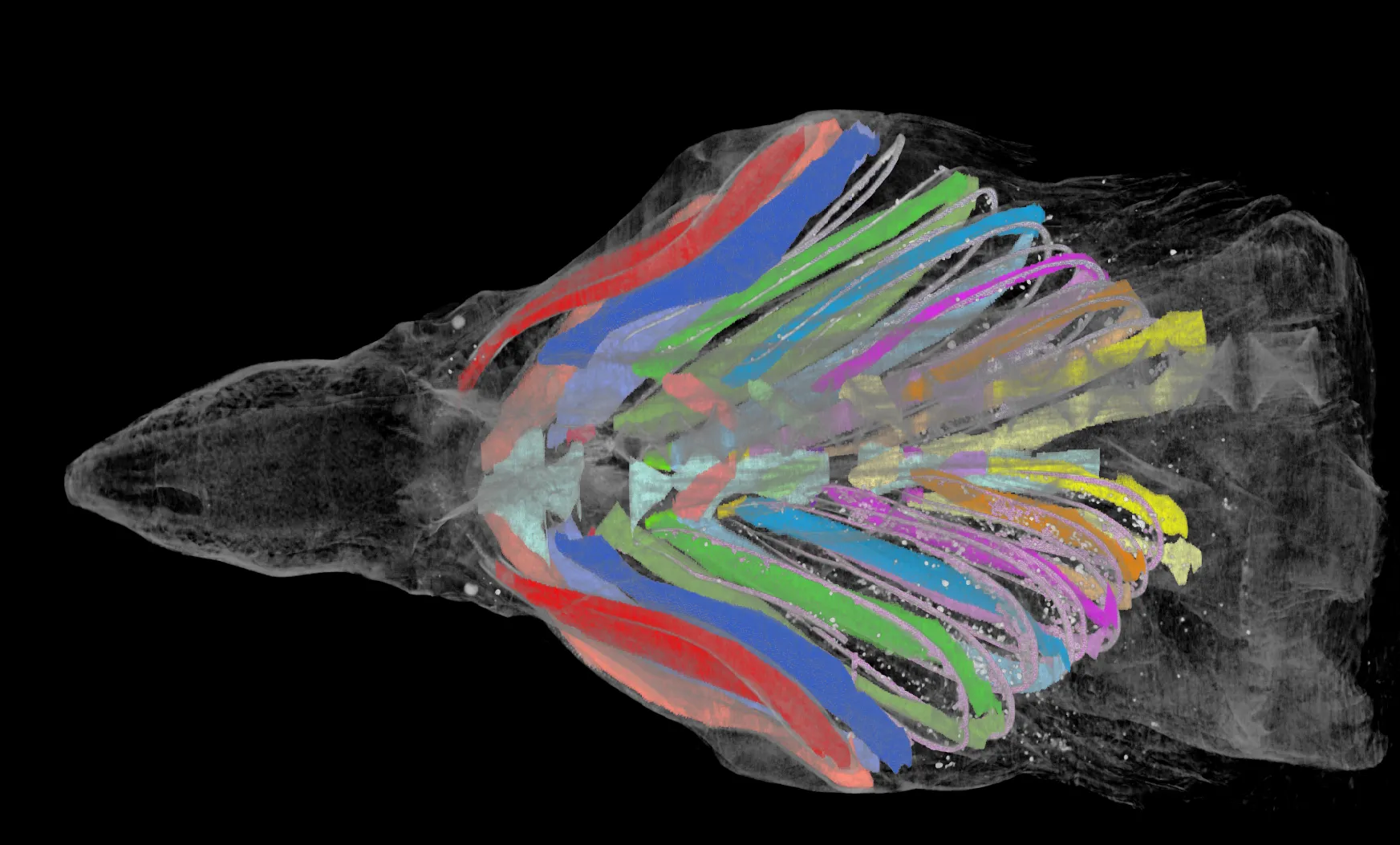 Micro-CT scan of a fish with each block of musculature labelled in a different colour