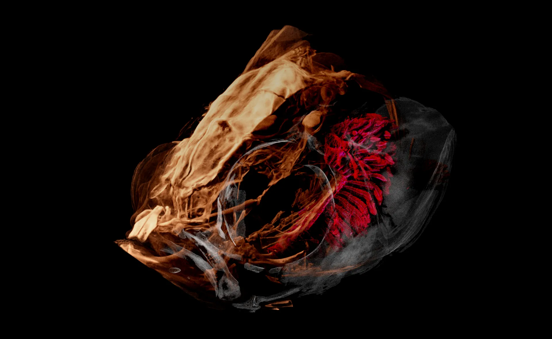 Volume rendering of a zebrafish head, soft tissue shown translucent with gill structure picked out in red